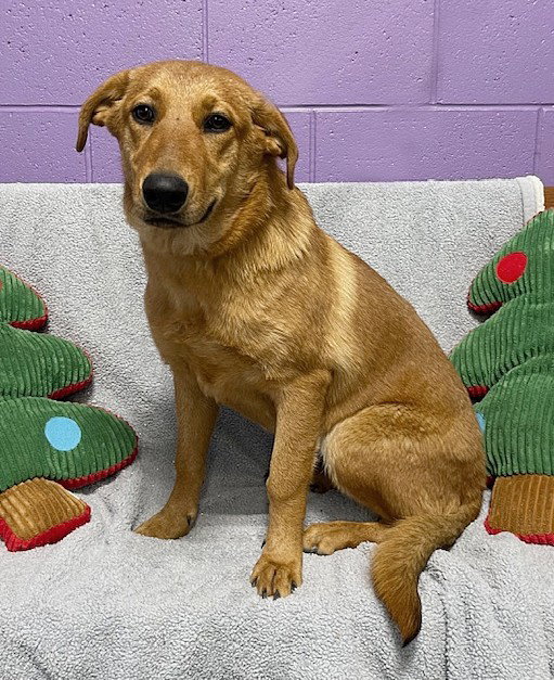 Dog adoption in North Prairie, WI 53153 Golden Retriever / Labrador