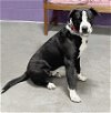 adoptable Dog in north prairie, WI named **ROCCO**