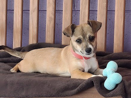 Dog for Adoption - **MANNY**, a Chihuahua in Waukesha County, WI