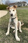 adoptable Dog in north prairie, WI named **TOTEM**
