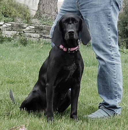 Dog for Adoption - **BETTY**, a Coonhound in Waukesha, WI | Alpha Paw