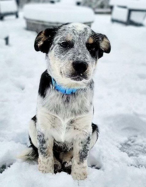 adoptable Dog in North Prairie, WI named **TITUS**