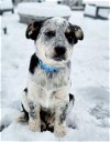 adoptable Dog in north prairie, WI named **TITUS**
