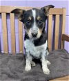 adoptable Dog in north prairie, WI named **TAYLOR**