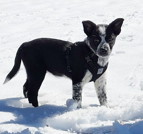 adoptable Dog in North Prairie, WI named **TRAVIS**
