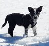adoptable Dog in north prairie, WI named **TRAVIS**