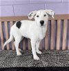 adoptable Dog in , Unknown named **CUDDLES**