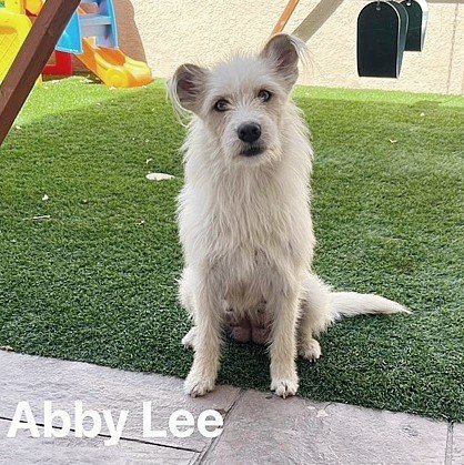 adoptable Dog in North Prairie, WI named **ABBEY LEE**