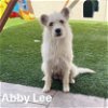 adoptable Dog in , Unknown named **ABBEY LEE**