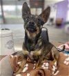 adoptable Dog in north prairie, WI named **LAINA**