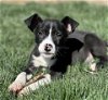 adoptable Dog in north prairie, WI named **FLETCHER**