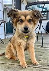 adoptable Dog in north prairie, WI named **LURI**