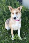 adoptable Dog in north prairie, WI named **KAELI**