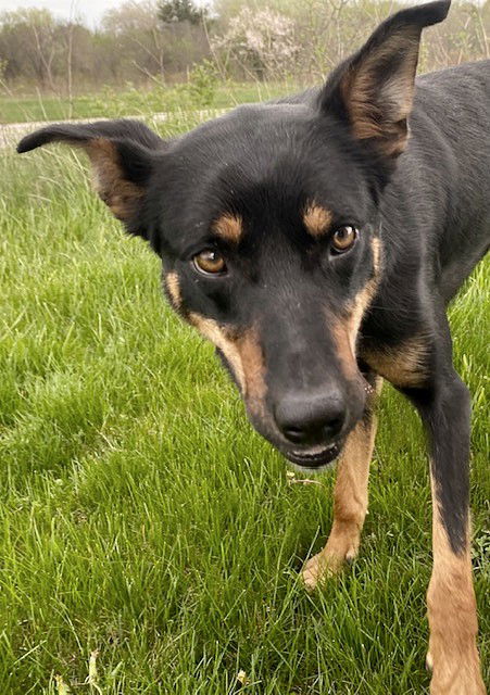 adoptable Dog in North Prairie, WI named **DASH**