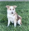 adoptable Dog in , Unknown named **CRANDON**