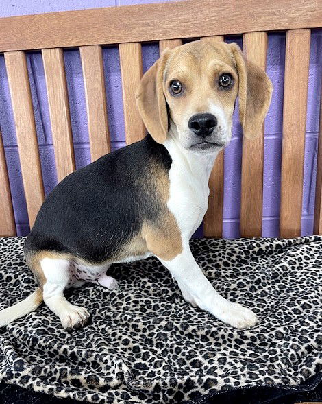 Dog for Adoption - **FARGO**, a Beagle in Grafton, WI | Alpha Paw