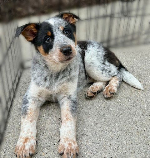 Dog for Adoption - **JUDY**, a Australian Cattle Dog/Blue Heeler in ...