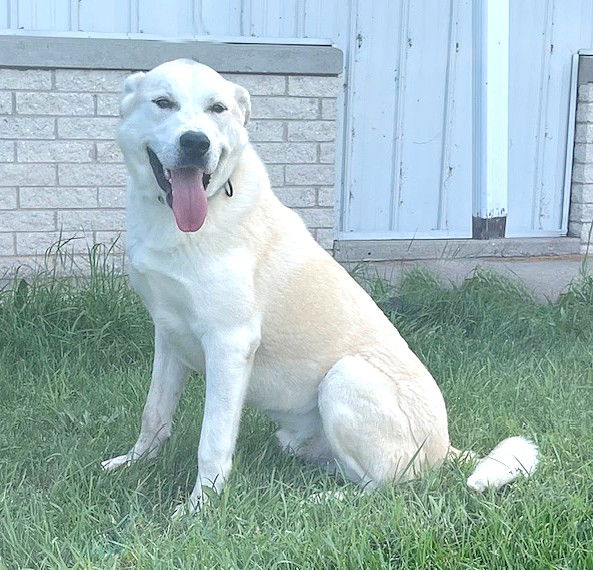 Dog For Adoption - **buster**, A Labrador Retriever In Saint Francis 