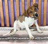 adoptable Dog in  named **TINKERBELL**