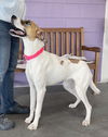 adoptable Dog in  named **PAIGE**