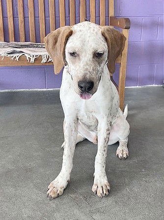 adoptable Dog in North Prairie, WI named **BUCK**