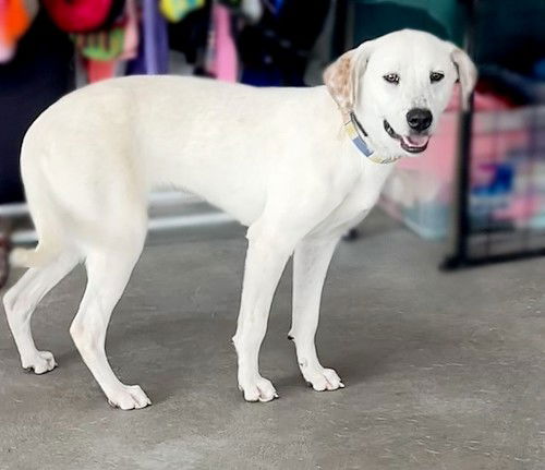 adoptable Dog in North Prairie, WI named **DOVE**