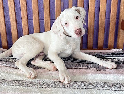 adoptable Dog in North Prairie, WI named **SAWYER**