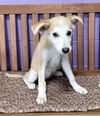 adoptable Dog in  named **WAVERLY*