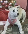 adoptable Dog in  named **BIBI**