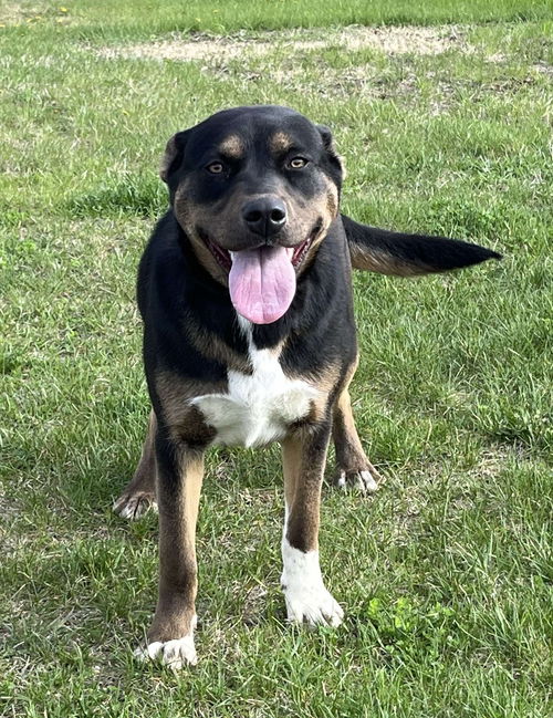 picture of the dog needing adoption