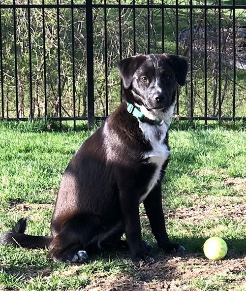 picture of the dog needing adoption