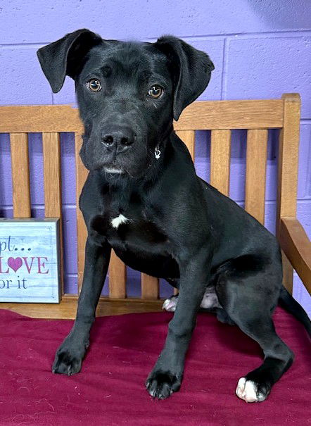 picture of the dog needing adoption