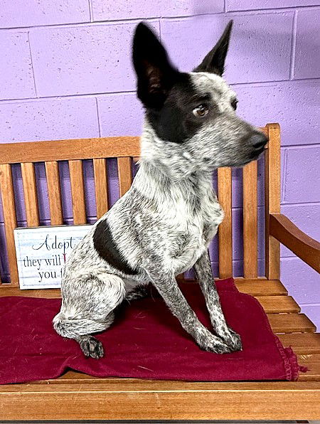 picture of the dog needing adoption