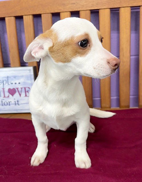 picture of the dog needing adoption