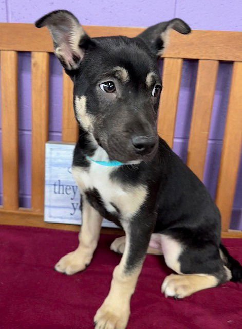 picture of the dog needing adoption