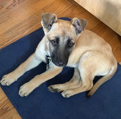 picture of the dog needing adoption