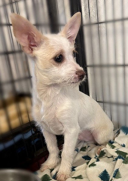 picture of the dog needing adoption