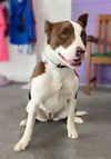 adoptable Dog in  named **BYRDIE**