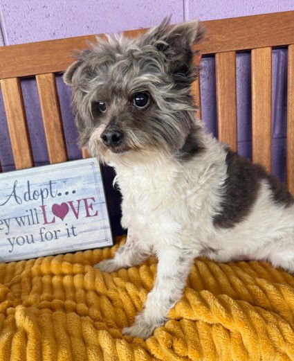 adoptable Dog in North Prairie, WI named **DOOLEY**