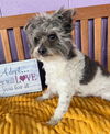 adoptable Dog in  named **DOOLEY**