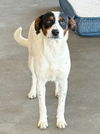 adoptable Dog in  named **STELLA**