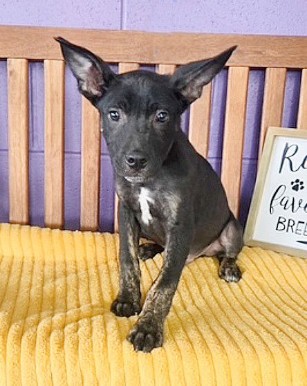 adoptable Dog in North Prairie, WI named **LEVI**