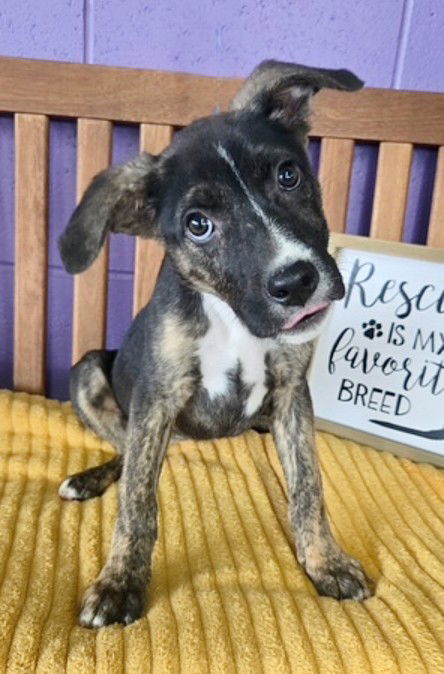 adoptable Dog in North Prairie, WI named **LOLA**