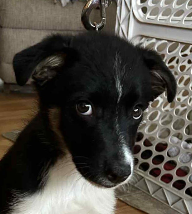 adoptable Dog in North Prairie, WI named **PESTO**