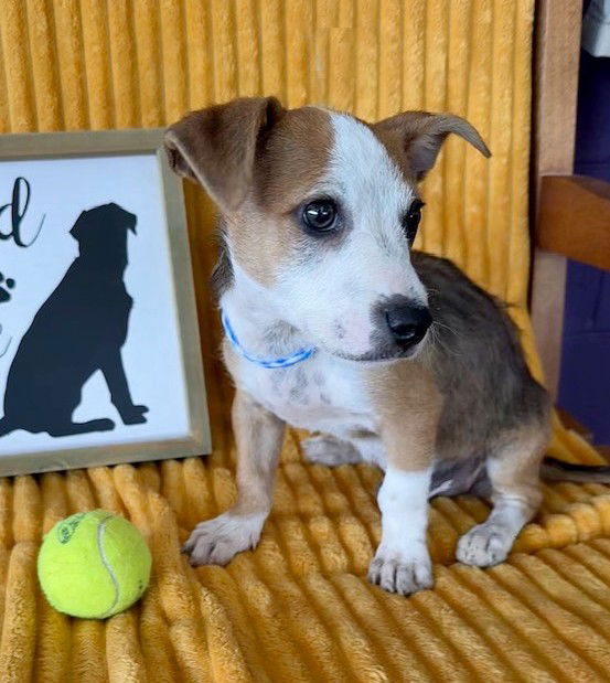 adoptable Dog in North Prairie, WI named **CHIP**
