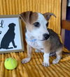 adoptable Dog in  named **CHIP**