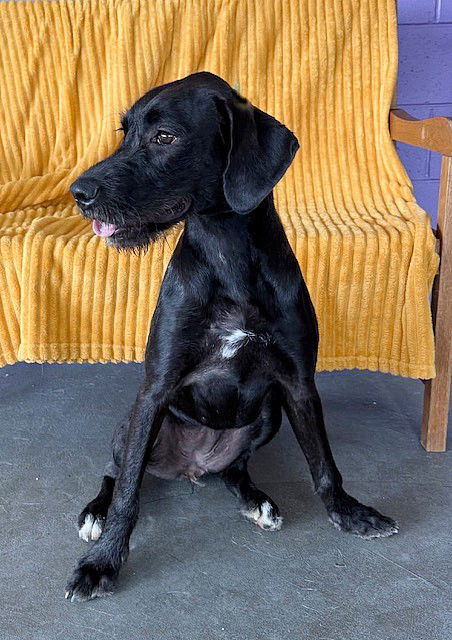 adoptable Dog in North Prairie, WI named **MINNIE**