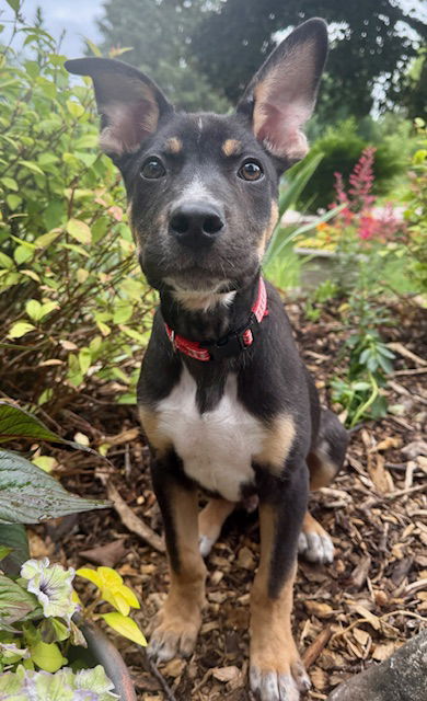 adoptable Dog in North Prairie, WI named **LENNY**