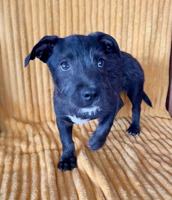 adoptable Dog in North Prairie, WI named **ROBBIE**