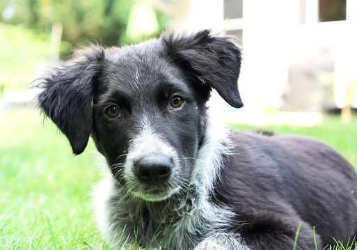 adoptable Dog in North Prairie, WI named **ZITO**